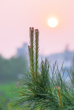 夕阳下的松树花