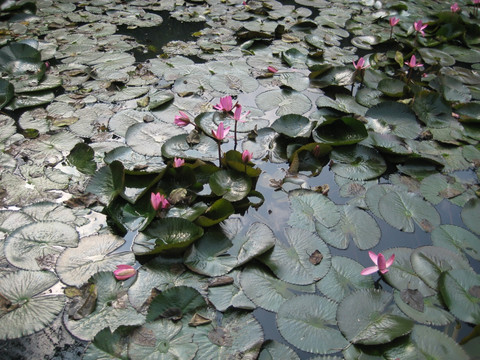 荷花