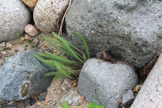 野草磐石