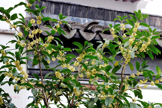 桂花树