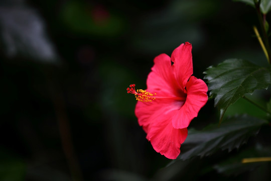 绽放的花和花蕊