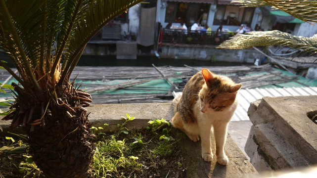 小猫
