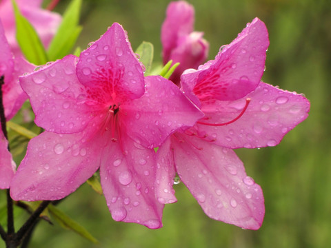 雨中红杜鹃