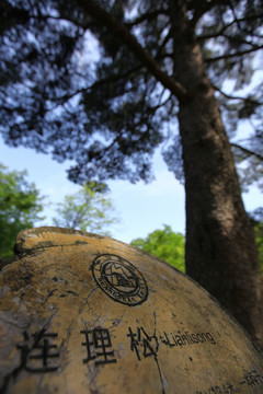 黄山 始信峰 黄山松 松树