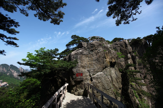 黄山 始信峰 黄山松 松树