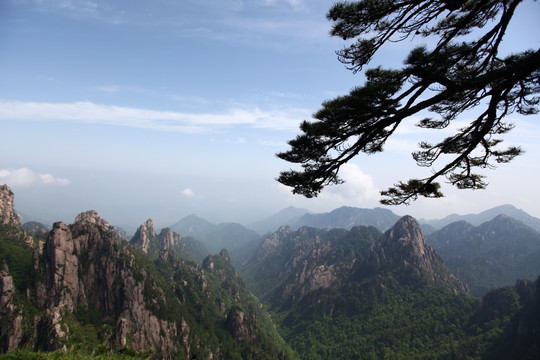 黄山 始信峰 黄山松 松树