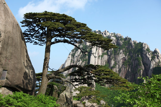 黄山 迎客松 古松 黄山松