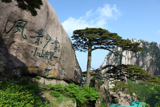 黄山 迎客松 古松 黄山松