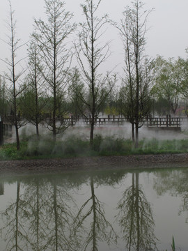 北京鲜花港  水杉树