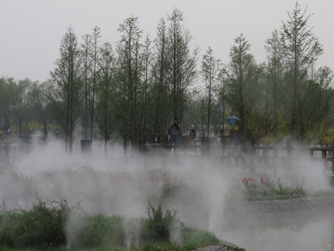 北京鲜花港  水杉树