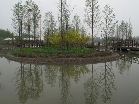 北京鲜花港  水杉树