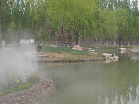 北京鲜花港  水杉树