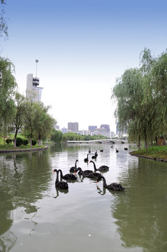 合肥工业大学 合工大湖水