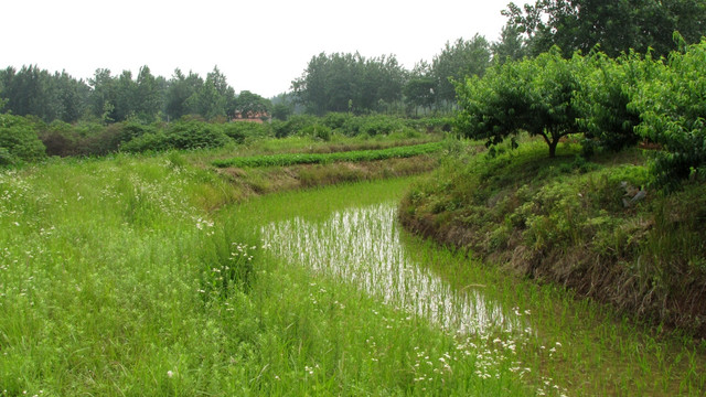 初夏田园 桃树与秧苗