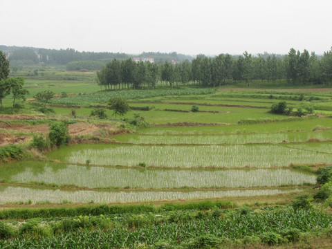 初夏田园 水稻种植