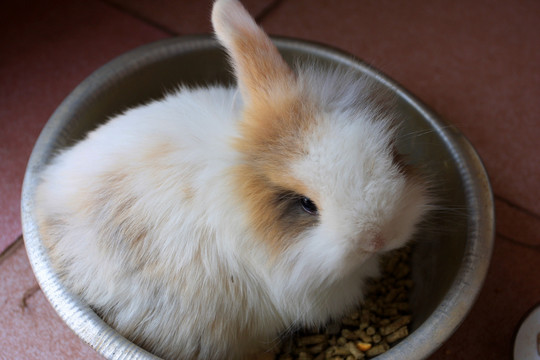 兔子 单耳兔