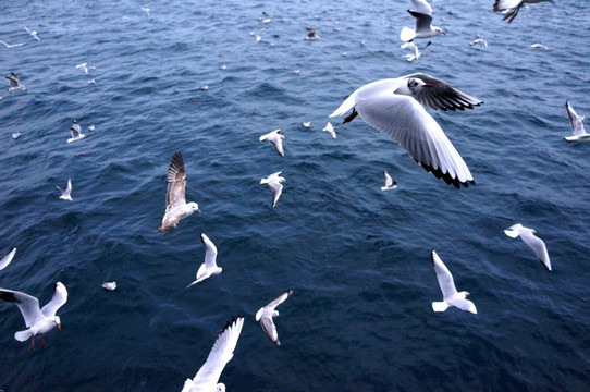 海鸥群