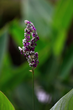 一束紫花