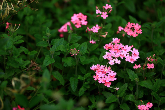 粉色小花