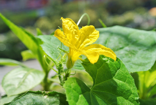 黄瓜花