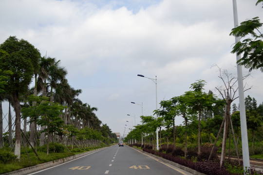椰树 公路 道路 绿化