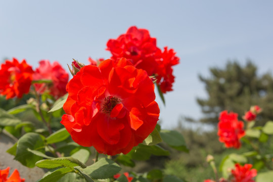 红色月季花开