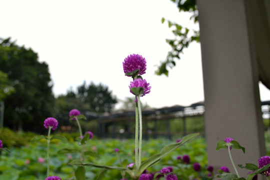 鲜花 小花 花朵