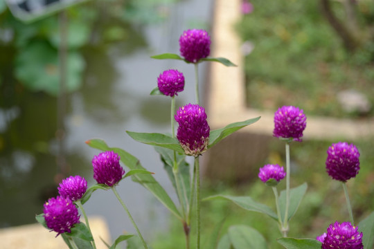 鲜花 小花 花朵