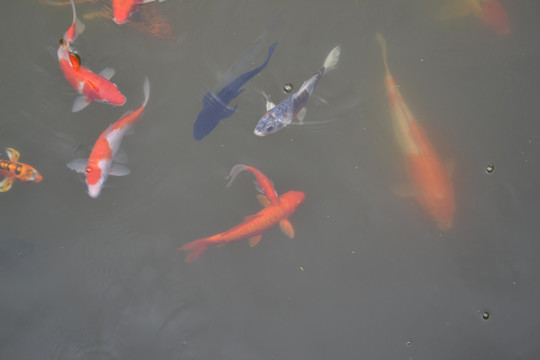 鱼 鲤鱼 锦鲤