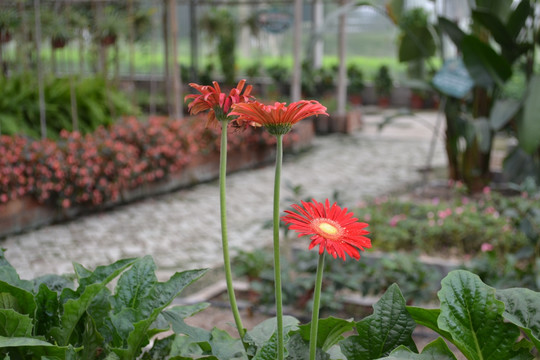 生态园 花 绿叶 鲜花
