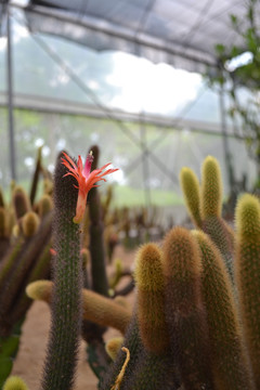 生态园 植物 仙人棍