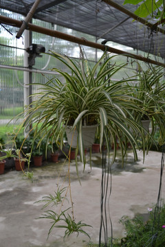 生态园 花草  植物  兰花