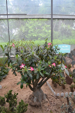 生态园 花草  植物