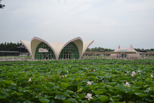 荷花世界展馆 旅游景点 荷花