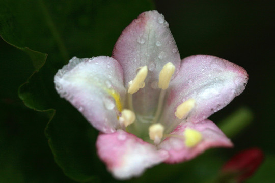 花卉 露珠