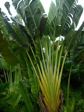 绿色植物 芭蕉扇