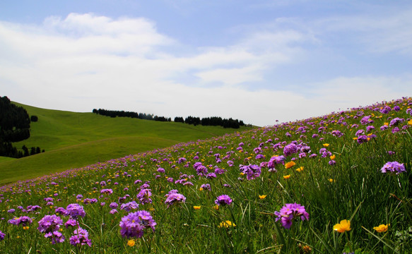 花海（草原风光）