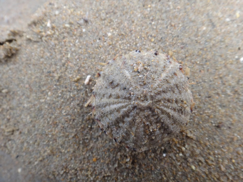 海胆