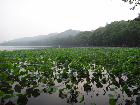 西湖荷
