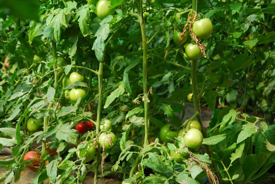 蔬菜大棚温室