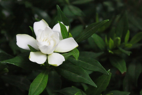 栀子花开