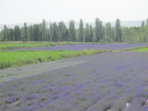 薰衣草花田