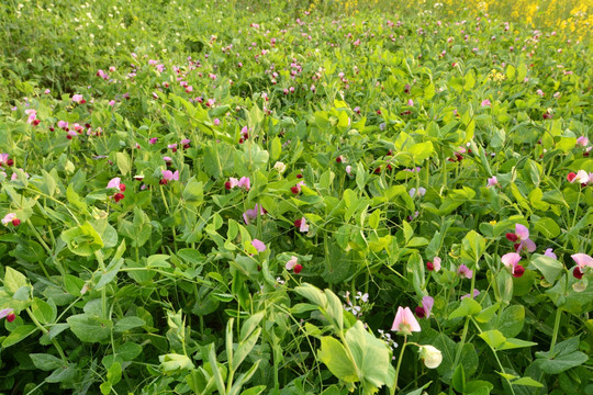 田园豌豆苗开花