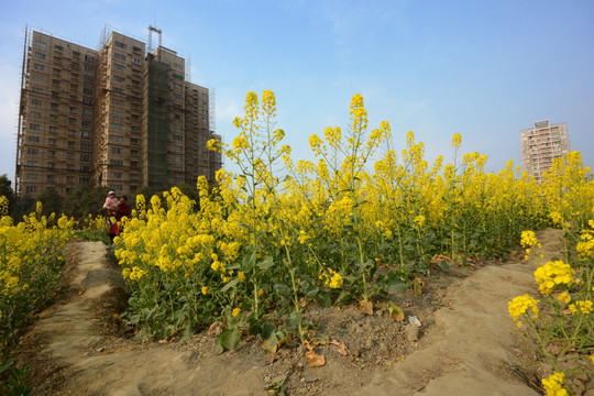 成都城市田园油菜花