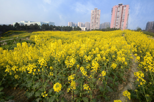 成都城市田园油菜花