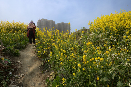 成都郊区油菜花