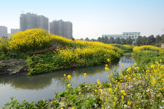 成都郊区油菜花污水沟