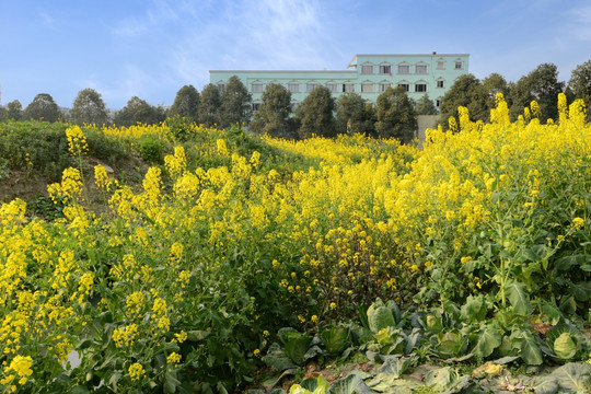 成都郊区油菜花城市田园