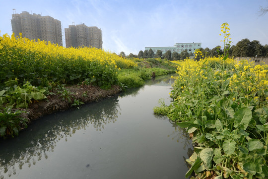 成都郊区污水沟油菜花