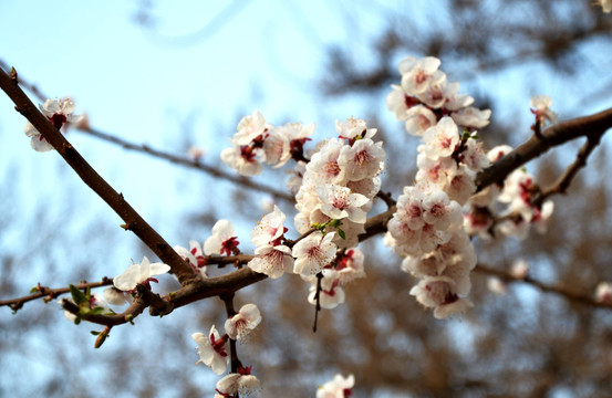 花卉